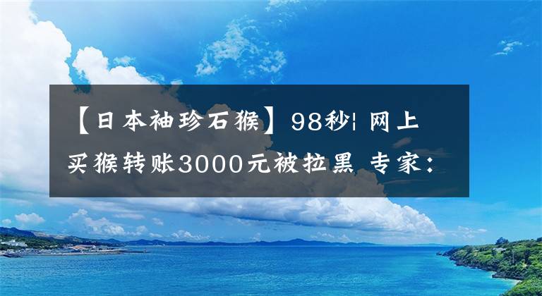 【日本袖珍石猴】98秒| 網(wǎng)上買猴轉(zhuǎn)賬3000元被拉黑 專家：這是違法的！