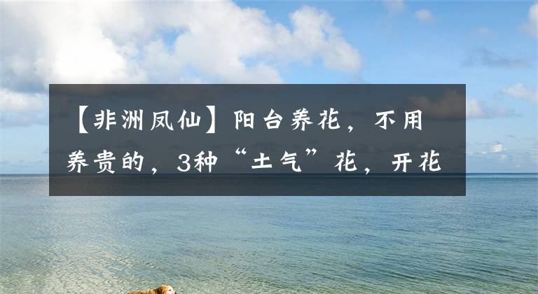 【非洲鳳仙】陽臺養(yǎng)花，不用養(yǎng)貴的，3種“土氣”花，開花“高貴”又熱鬧