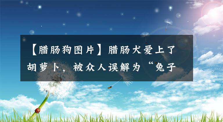 【臘腸狗圖片】臘腸犬愛(ài)上了胡蘿卜，被眾人誤解為“兔子狗”，還成了宣傳大使