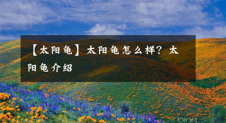 【太陽龜】太陽龜怎么樣？太陽龜介紹