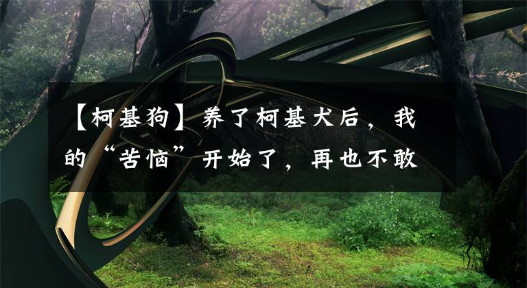 【柯基狗】養(yǎng)了柯基犬后，我的“苦惱”開始了，再也不敢養(yǎng)了