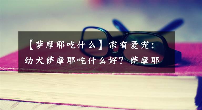 【薩摩耶吃什么】家有愛寵：幼犬薩摩耶吃什么好？薩摩耶喂養(yǎng)的注意事項(xiàng)