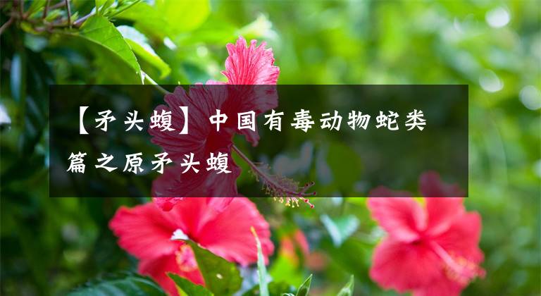 【矛頭蝮】中國(guó)有毒動(dòng)物蛇類篇之原矛頭蝮