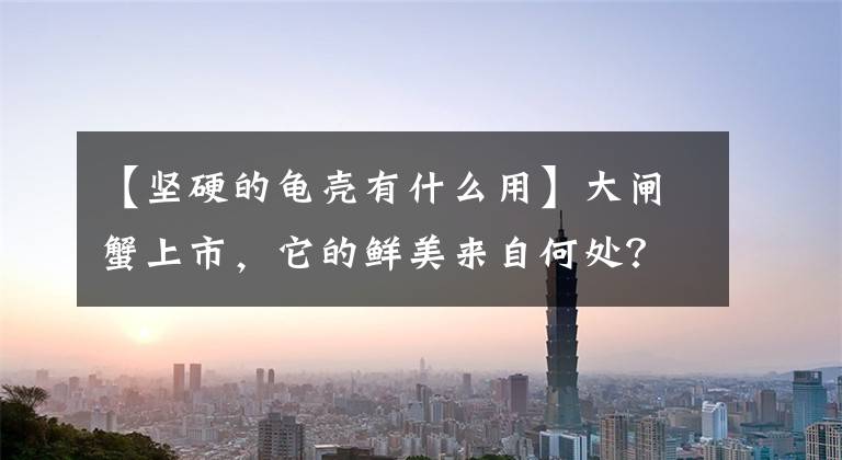 【堅硬的龜殼有什么用】大閘蟹上市，它的鮮美來自何處？為什么蟹黃蟹膏特別好吃？