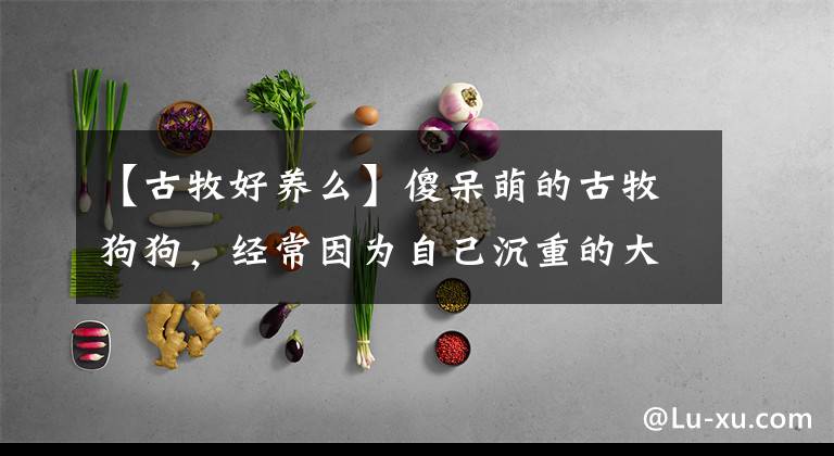 【古牧好養(yǎng)么】傻呆萌的古牧狗狗，經(jīng)常因為自己沉重的大屁股卡在沙發(fā)上無法動彈