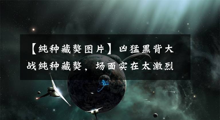 【純種藏獒圖片】?jī)疵秃诒炒髴?zhàn)純種藏獒，場(chǎng)面實(shí)在太激烈了！