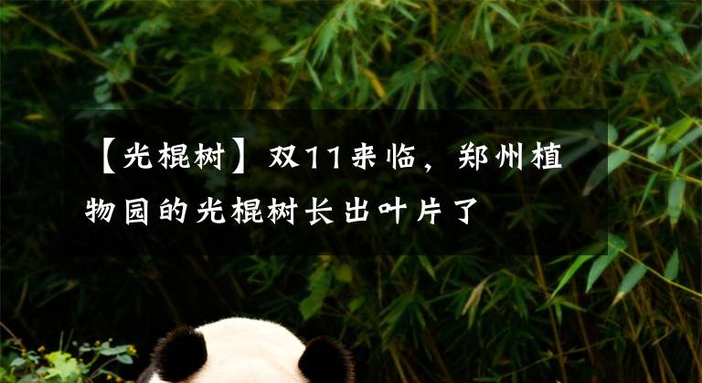 【光棍樹】雙11來臨，鄭州植物園的光棍樹長出葉片了