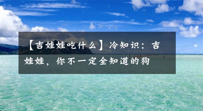 【吉娃娃吃什么】冷知識：吉娃娃，你不一定全知道的狗