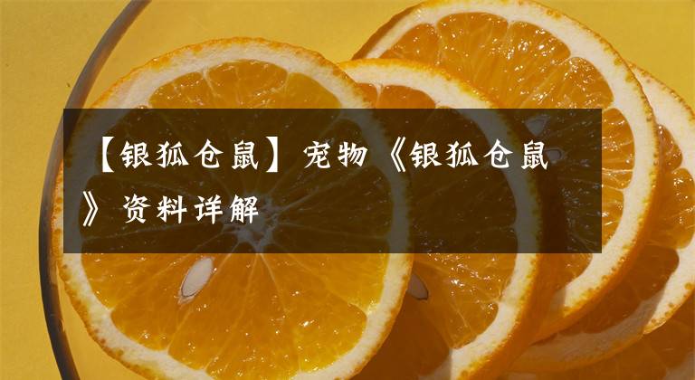 【銀狐倉(cāng)鼠】寵物《銀狐倉(cāng)鼠》資料詳解