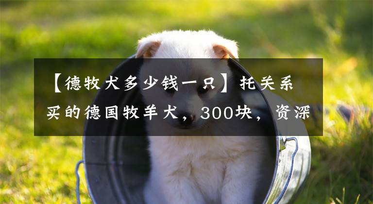 【德牧犬多少錢一只】托關(guān)系買的德國牧羊犬，300塊，資深犬友看看怎么樣