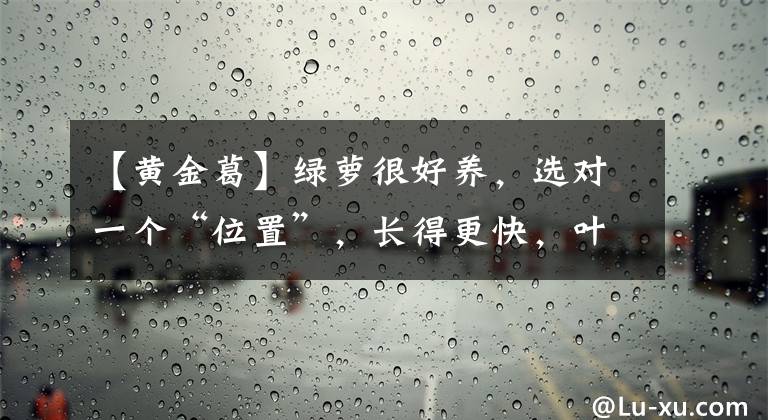 【黃金葛】綠蘿很好養(yǎng)，選對(duì)一個(gè)“位置”，長(zhǎng)得更快，葉多油綠“有光澤”