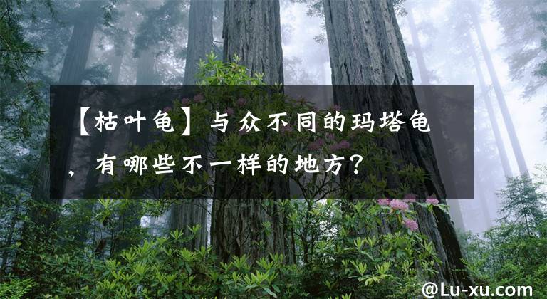 【枯葉龜】與眾不同的瑪塔龜，有哪些不一樣的地方？