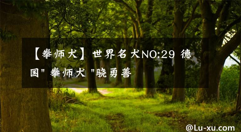 【拳師犬】世界名犬NO:29 德國" 拳師犬 "驍勇善戰(zhàn)的拳擊手，我覺得特別兇