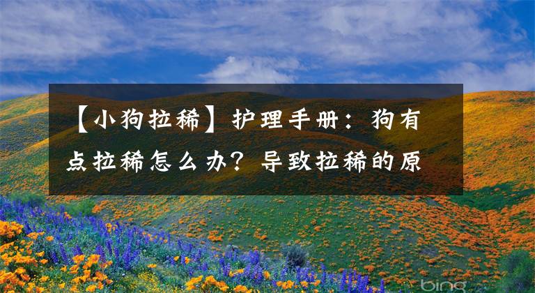 【小狗拉稀】護理手冊：狗有點拉稀怎么辦？導致拉稀的原因有哪些？