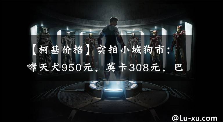 【柯基價格】實拍小城狗市：哮天犬950元，英卡308元，巴哥犬的價格想不到