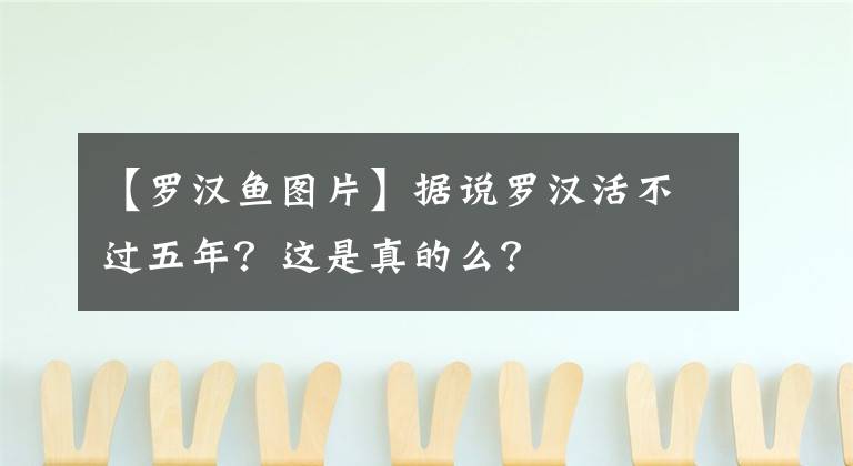 【羅漢魚圖片】據(jù)說羅漢活不過五年？這是真的么？