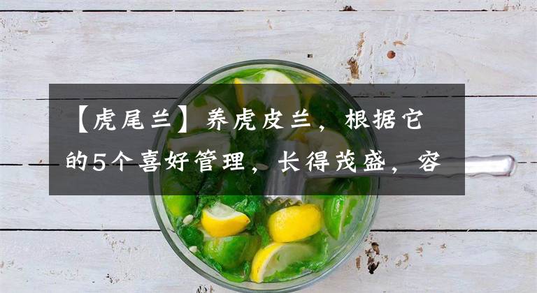 【虎尾蘭】養(yǎng)虎皮蘭，根據(jù)它的5個喜好管理，長得茂盛，容易冒新芽