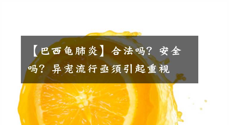 【巴西龜肺炎】合法嗎？安全嗎？異寵流行亟須引起重視