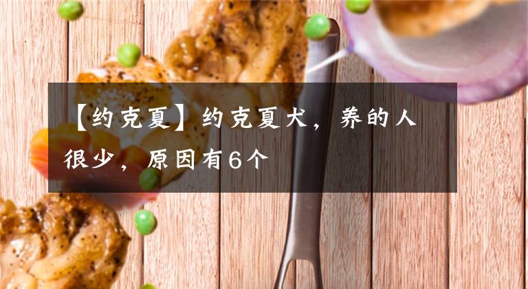 【約克夏】約克夏犬，養(yǎng)的人很少，原因有6個(gè)