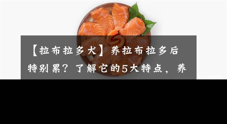 【拉布拉多犬】養(yǎng)拉布拉多后特別累？了解它的5大特點，養(yǎng)狗不踩坑