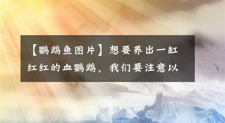 【鸚鵡魚(yú)圖片】想要養(yǎng)出一缸紅紅的血鸚鵡，我們要注意以下幾點(diǎn)！