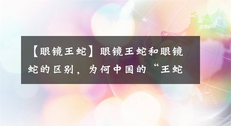 【眼鏡王蛇】眼鏡王蛇和眼鏡蛇的區(qū)別，為何中國的“王蛇”最強？簡直強的離譜