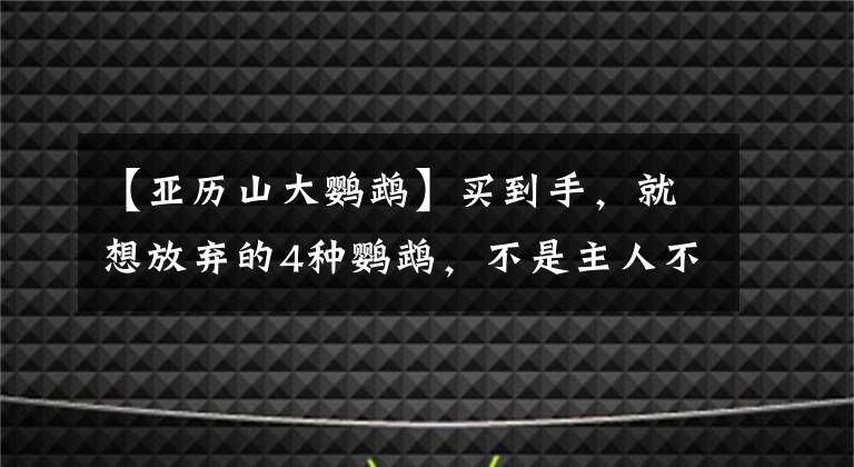 【亞歷山大鸚鵡】買到手，就想放棄的4種鸚鵡，不是主人不愛，是逼不得已