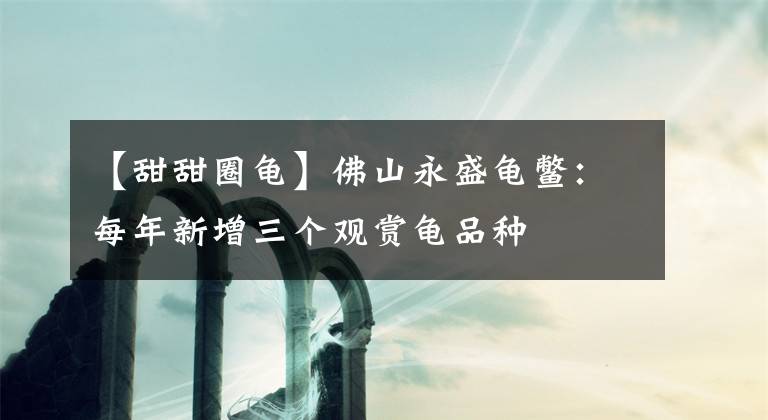 【甜甜圈龜】佛山永盛龜鱉：每年新增三個觀賞龜品種