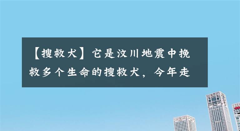 【搜救犬】它是汶川地震中挽救多個(gè)生命的搜救犬，今年走完了自己傳奇的一生