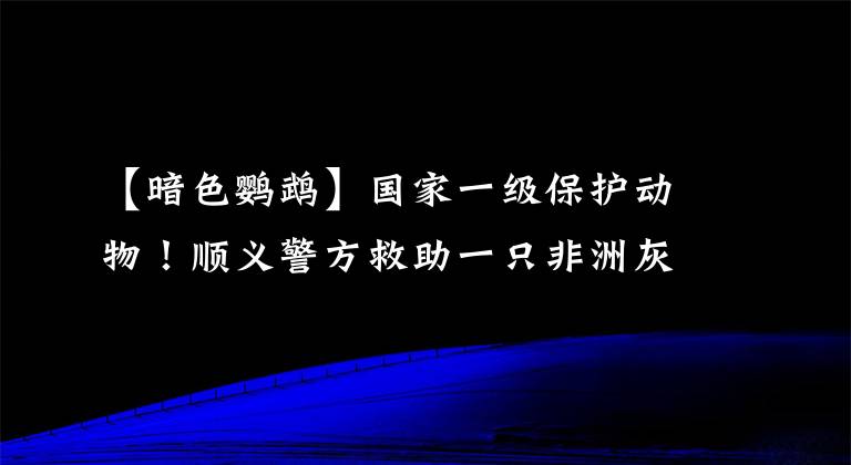 【暗色鸚鵡】國家一級保護動物！順義警方救助一只非洲灰鸚鵡