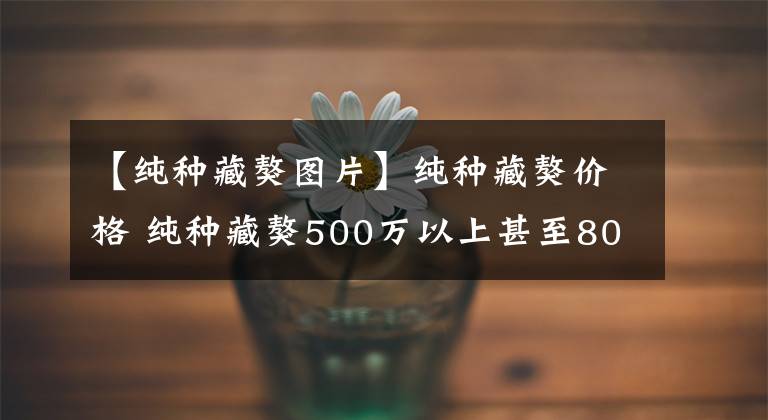 【純種藏獒圖片】純種藏獒價格 純種藏獒500萬以上甚至800萬