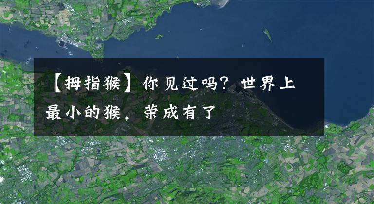 【拇指猴】你見過嗎？世界上最小的猴，榮成有了