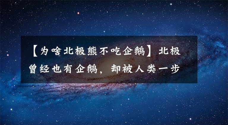 【為啥北極熊不吃企鵝】北極曾經(jīng)也有企鵝，卻被人類一步步逼到滅絕，到底發(fā)生了什么？