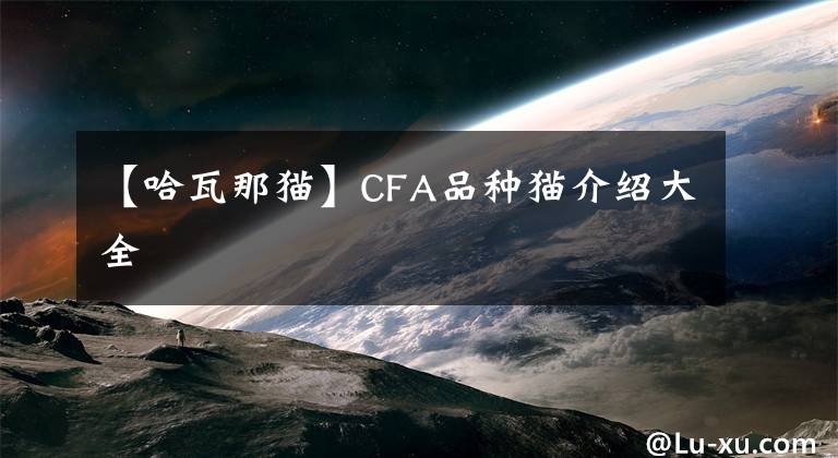 【哈瓦那貓】CFA品種貓介紹大全