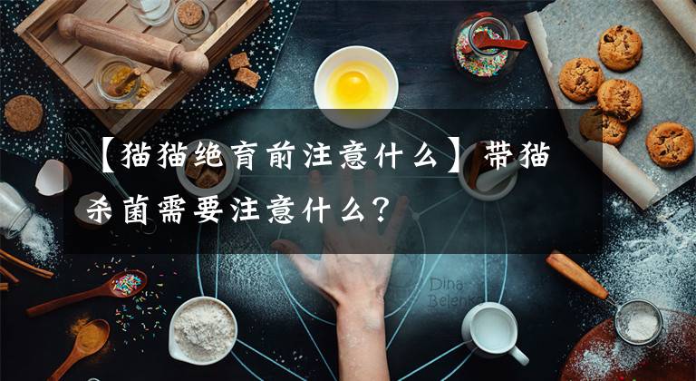 【貓貓絕育前注意什么】帶貓殺菌需要注意什么？