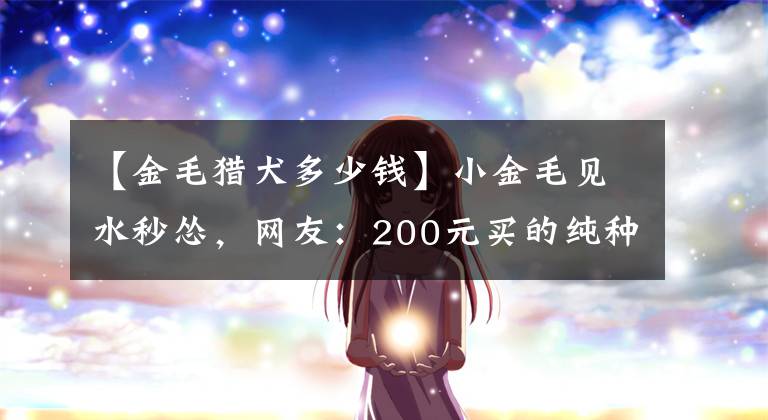 【金毛獵犬多少錢】小金毛見水秒慫，網(wǎng)友：200元買的純種金毛還怕水？！