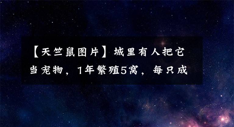 【天竺鼠圖片】城里有人把它當(dāng)寵物，1年繁殖5窩，每只成本不到5元，25元1斤不愁