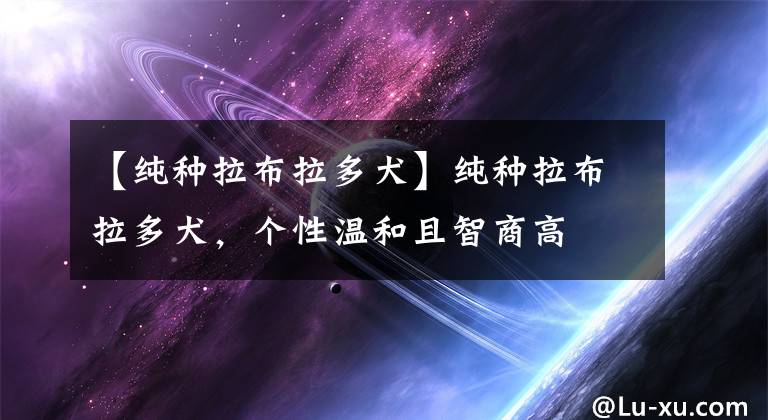 【純種拉布拉多犬】純種拉布拉多犬，個性溫和且智商高