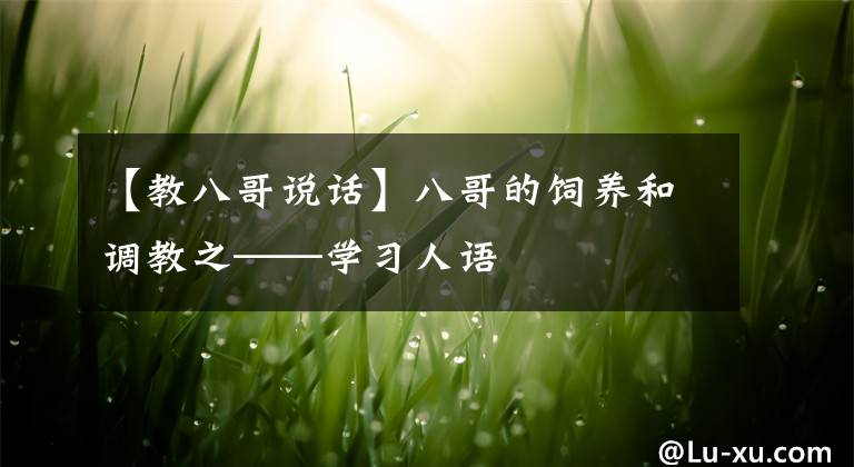 【教八哥說話】八哥的飼養(yǎng)和調(diào)教之——學(xué)習(xí)人語(yǔ)