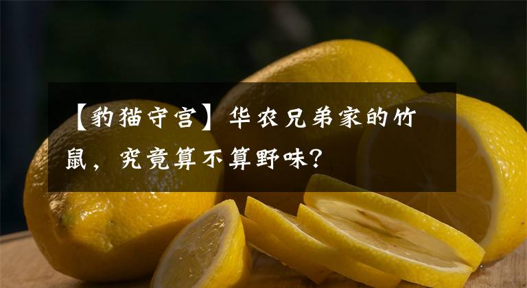 【豹貓守宮】華農(nóng)兄弟家的竹鼠，究竟算不算野味？