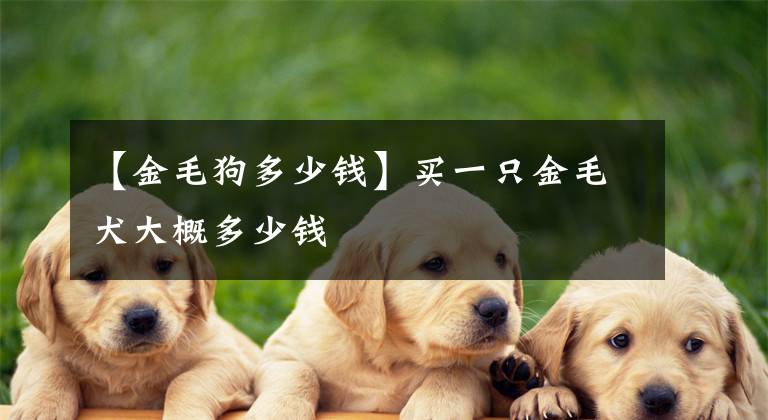 【金毛狗多少錢】買一只金毛犬大概多少錢