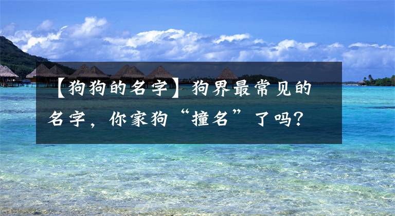 【狗狗的名字】狗界最常見的名字，你家狗“撞名”了嗎？