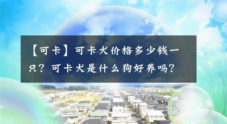 【可卡】可卡犬價格多少錢一只？可卡犬是什么狗好養(yǎng)嗎？