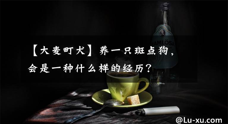 【大麥町犬】養(yǎng)一只斑點狗，會是一種什么樣的經(jīng)歷？