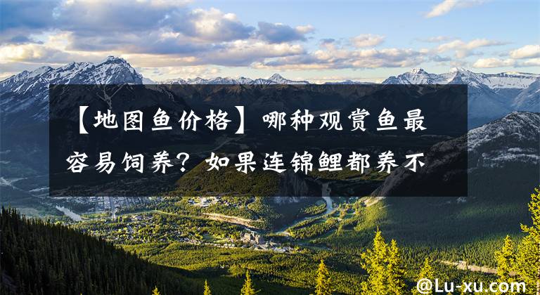 【地圖魚價(jià)格】哪種觀賞魚最容易飼養(yǎng)？如果連錦鯉都養(yǎng)不好，還不如飼養(yǎng)金魚呢