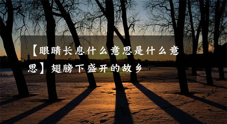 【眼睛長息什么意思是什么意思】翅膀下盛開的故鄉(xiāng)