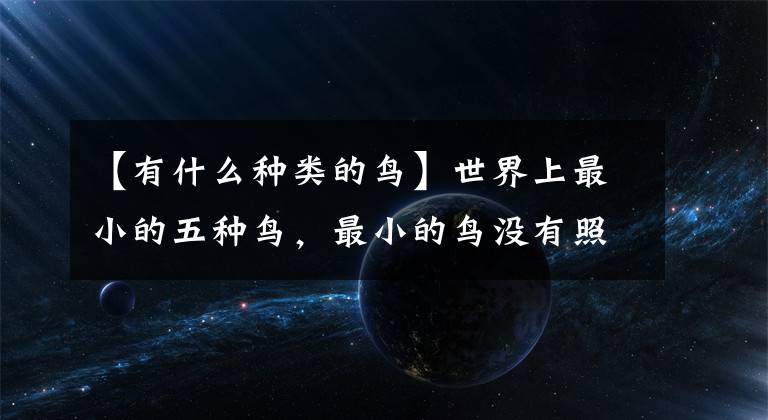 【有什么種類的鳥】世界上最小的五種鳥，最小的鳥沒有照片，完全取決于想象力