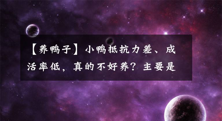 【養(yǎng)鴨子】小鴨抵抗力差、成活率低，真的不好養(yǎng)？主要是你沒有做好這4點(diǎn)