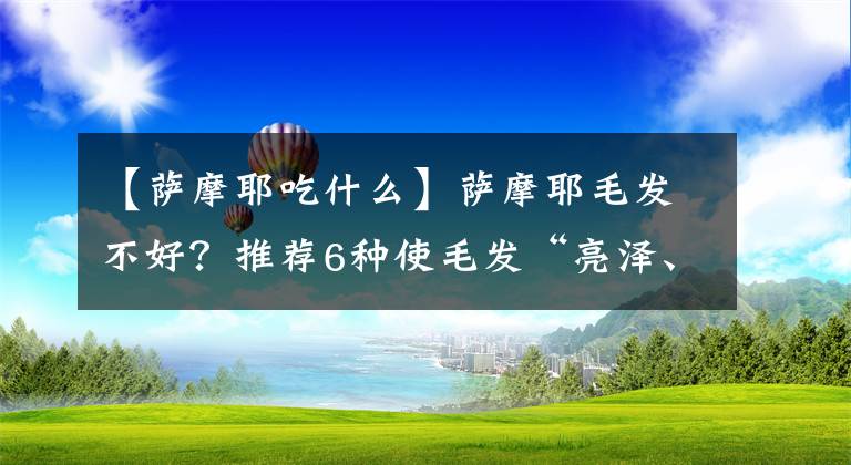 【薩摩耶吃什么】薩摩耶毛發(fā)不好？推薦6種使毛發(fā)“亮澤、柔順”的食物！