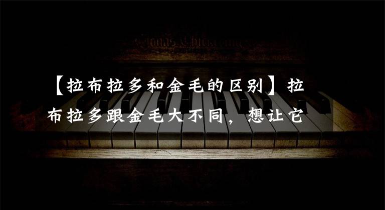 【拉布拉多和金毛的區(qū)別】拉布拉多跟金毛大不同，想讓它聽話，主人要遵循3個(gè)要點(diǎn)